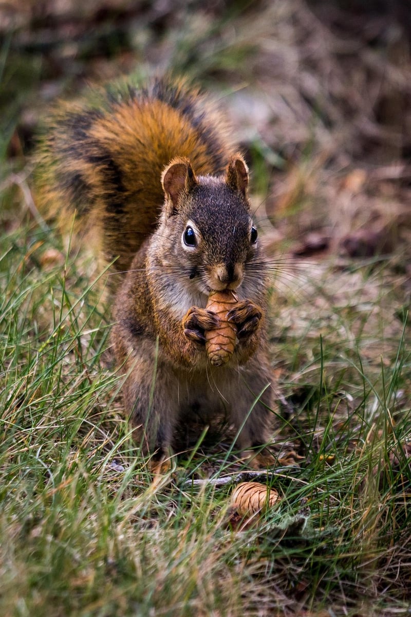 Wildlife Specialist